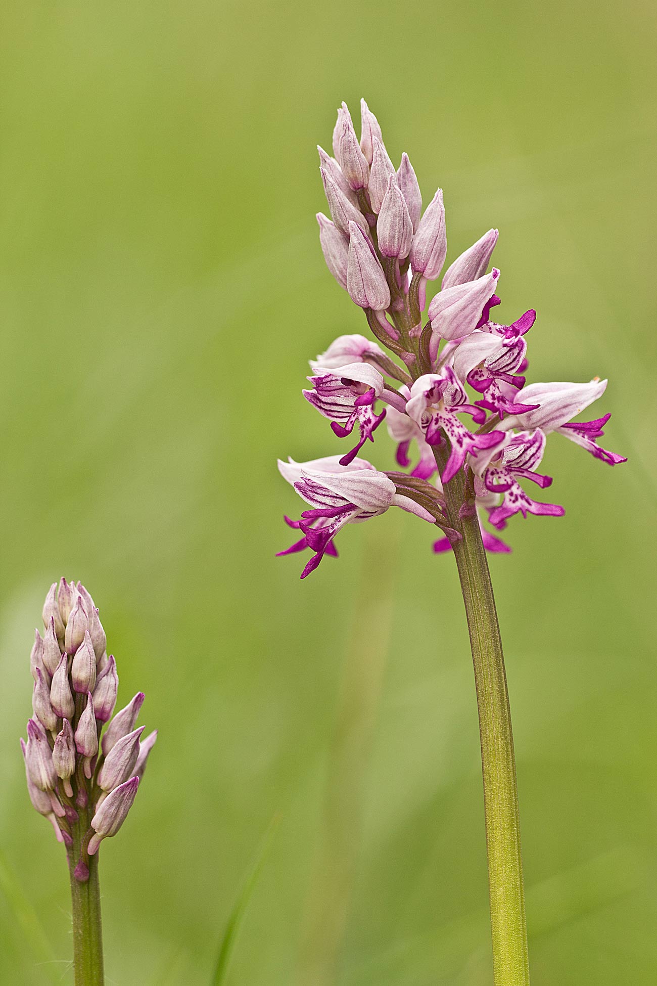 Altre fioriture